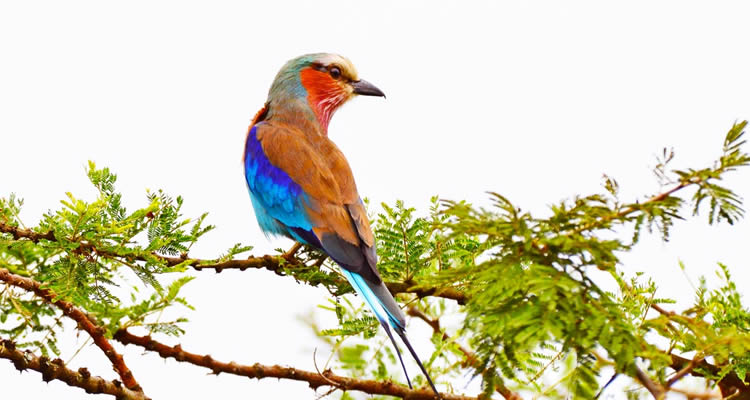 Birding in Uganda