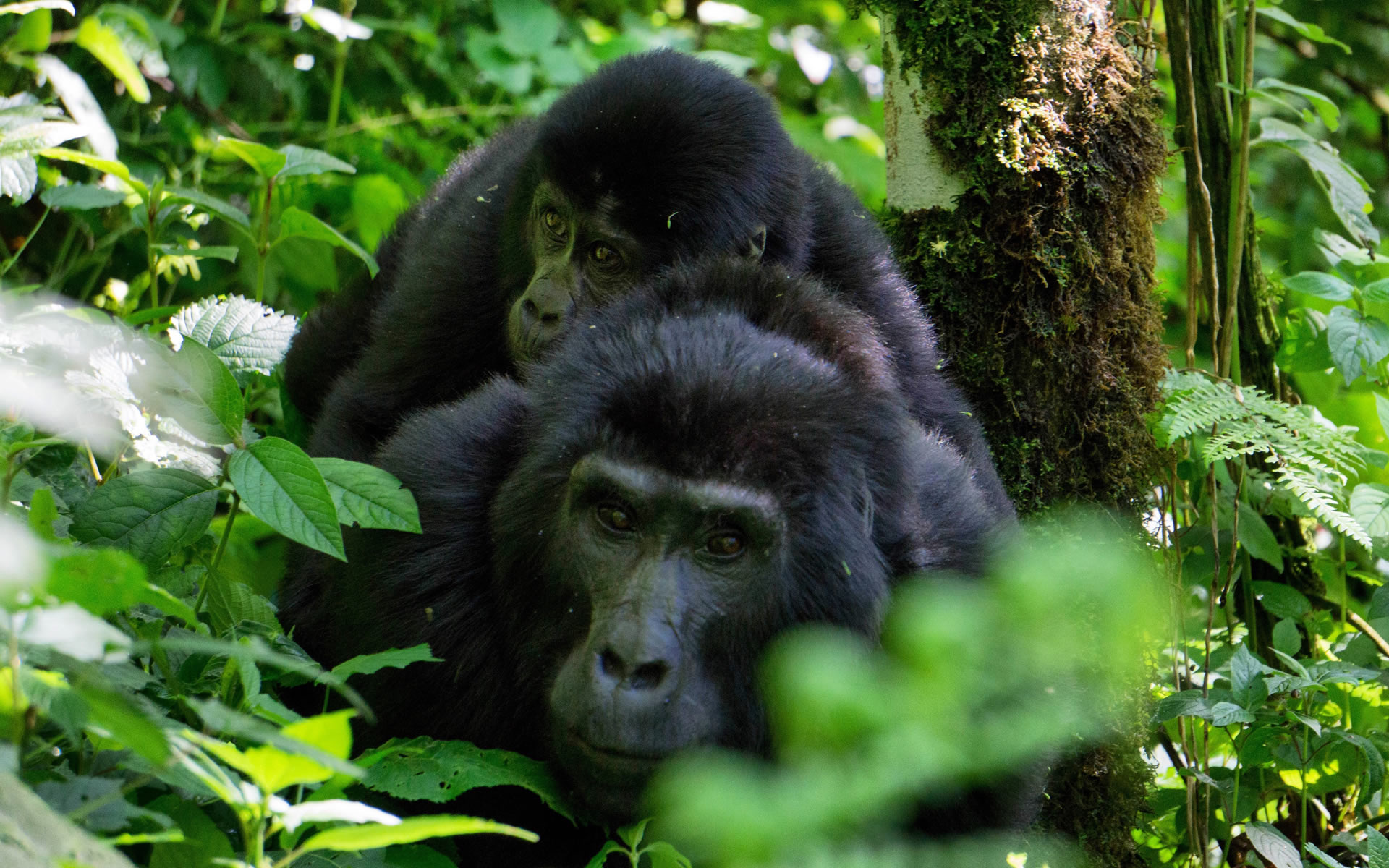 Mountain Gorilla
