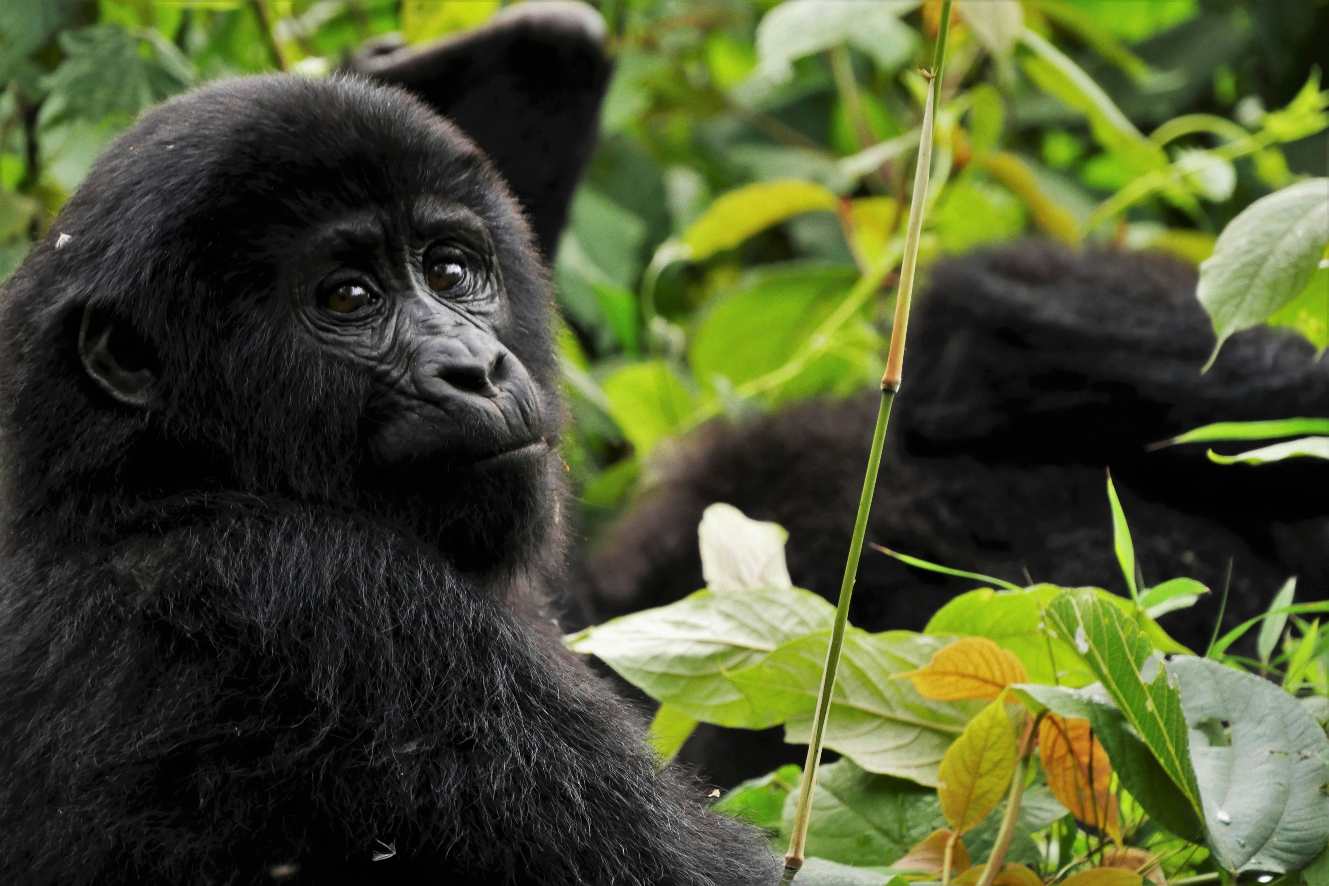 Gorilla Tracking